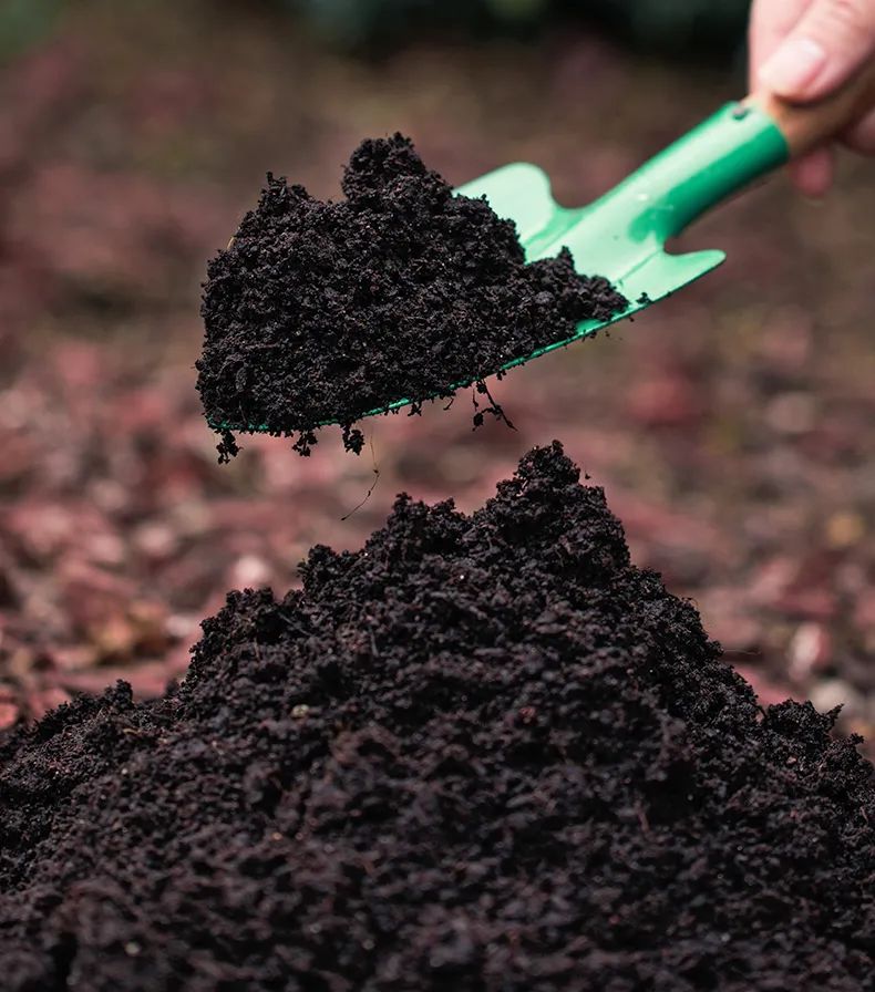 刚栽培的小苗怎样养护,小苗养护注意事项图解