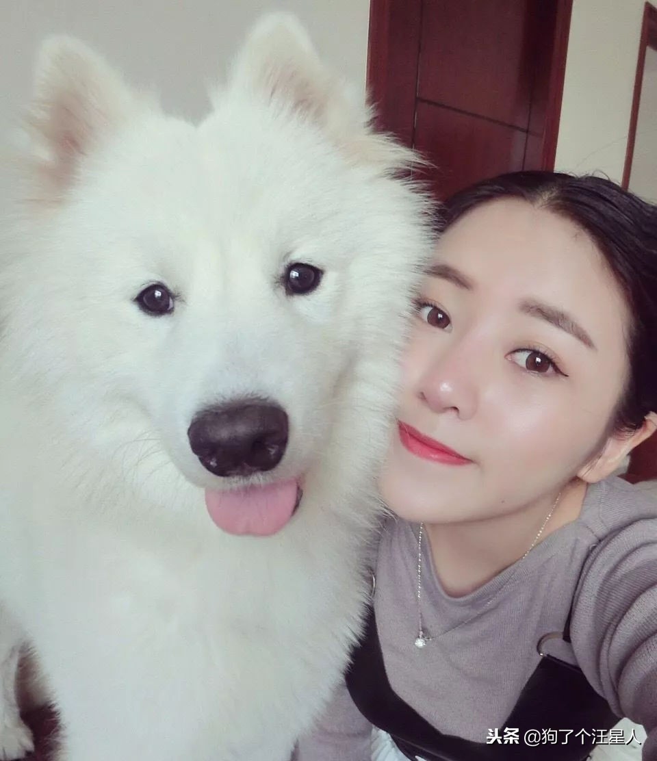 全国十大宠物狗排名榜,宠物狗排行榜前十名最好