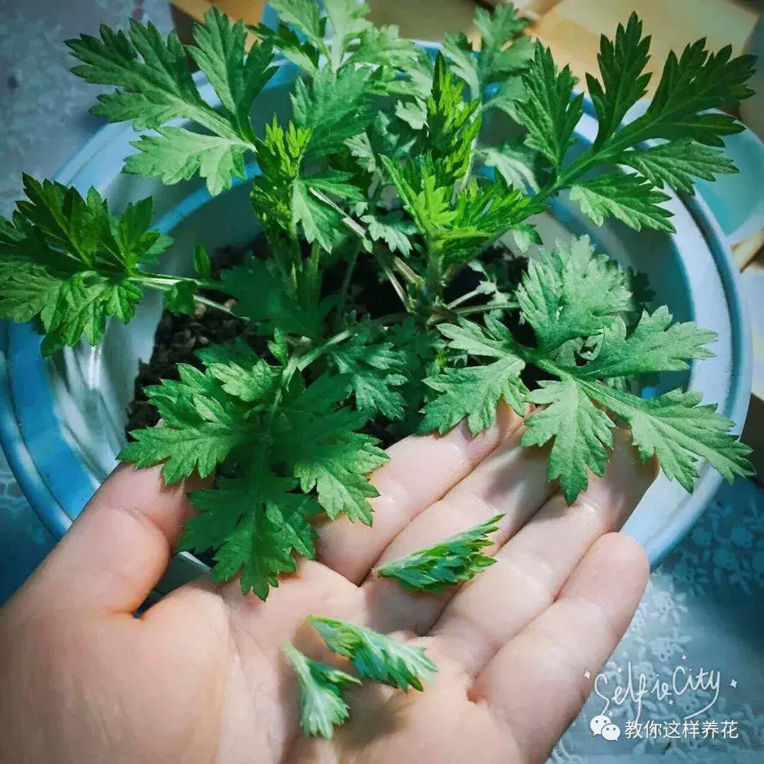 屋里阴冷适合养什么花,密封房间养什么花去味