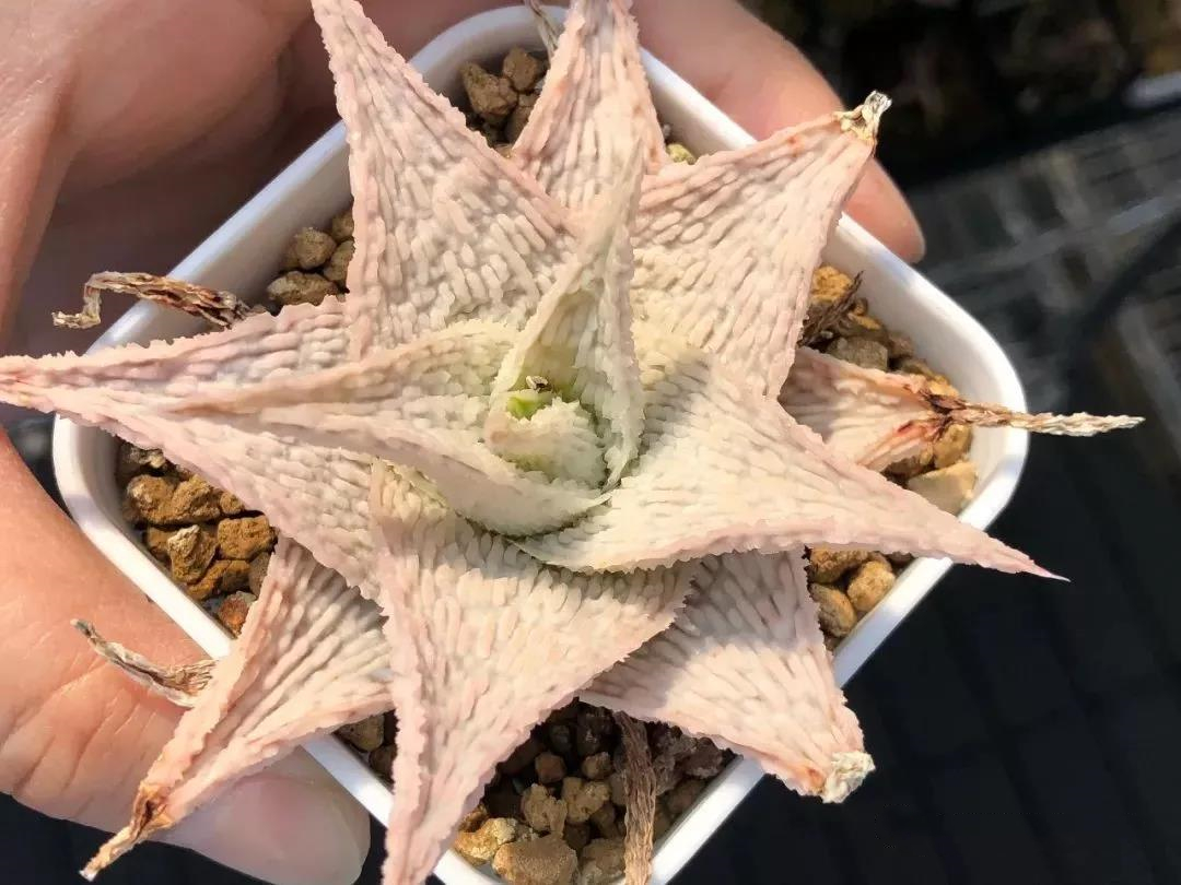 园艺观赏芦荟,园艺芦荟图鉴说明