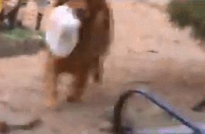 独居老人无法出门，狗狗超开心帮忙：本汪帮你买东西！