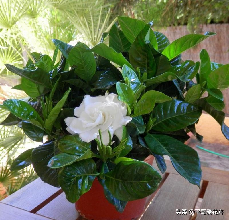 虎皮兰扦插生根最快方法图片,虎皮兰叶子扦插方法和注意事项