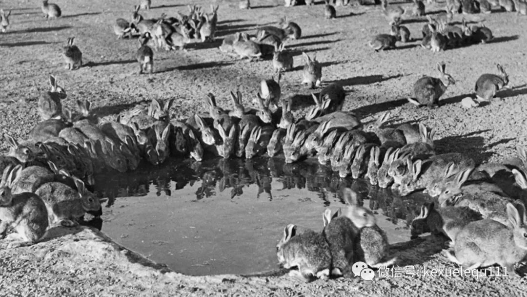 杀死兔子的方法,杀死兔子有什么后果