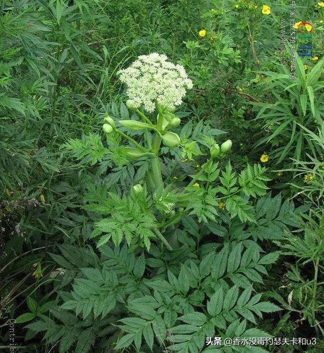 香水种草女生,娇兰香水哪个最值得入手