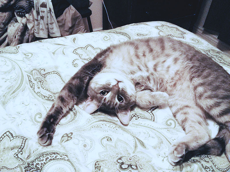 如果猫咪总是喵喵叫怎么办,猫咪经常喵喵叫