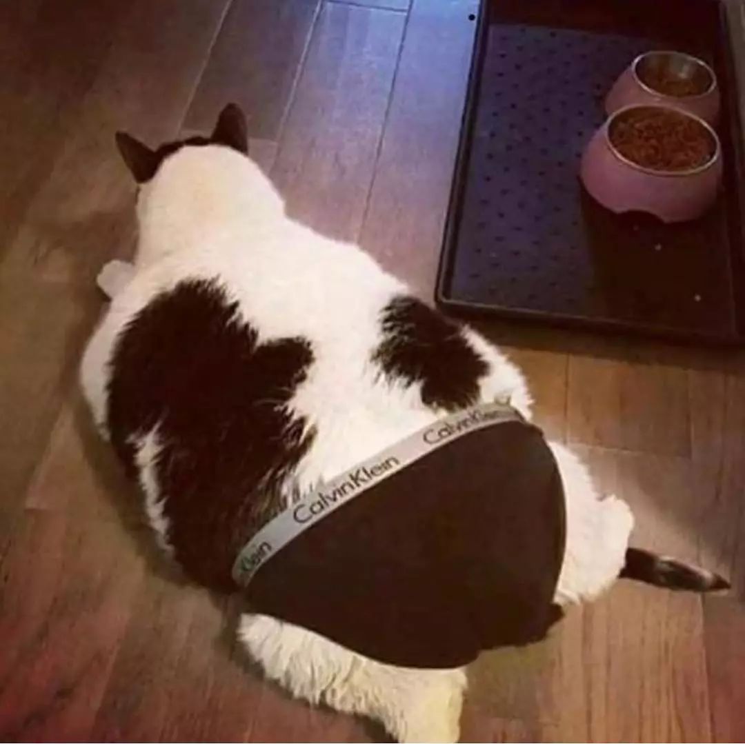 猫是液体的证据找到了吗,猫难道真的是液体吗