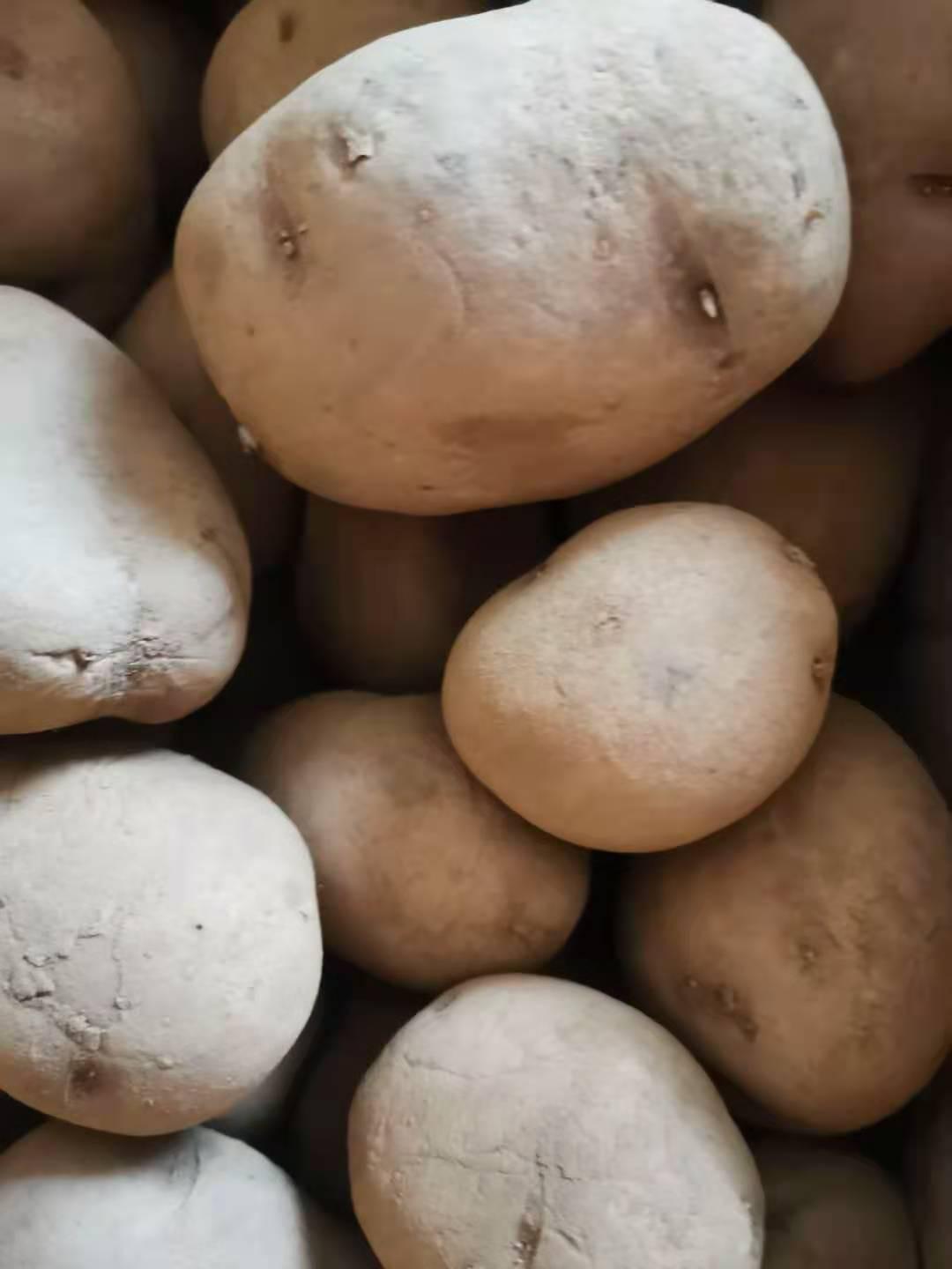 马铃薯高产种植方法,大棚马铃薯高产种植视频