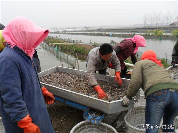 水中人参价格为什么这么低,水中人参价格多少钱