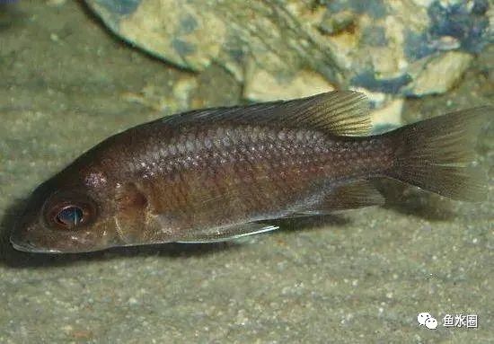 三湖慈鲷马鲷孔雀珍珠系能长多大,三湖慈鲷之孔雀