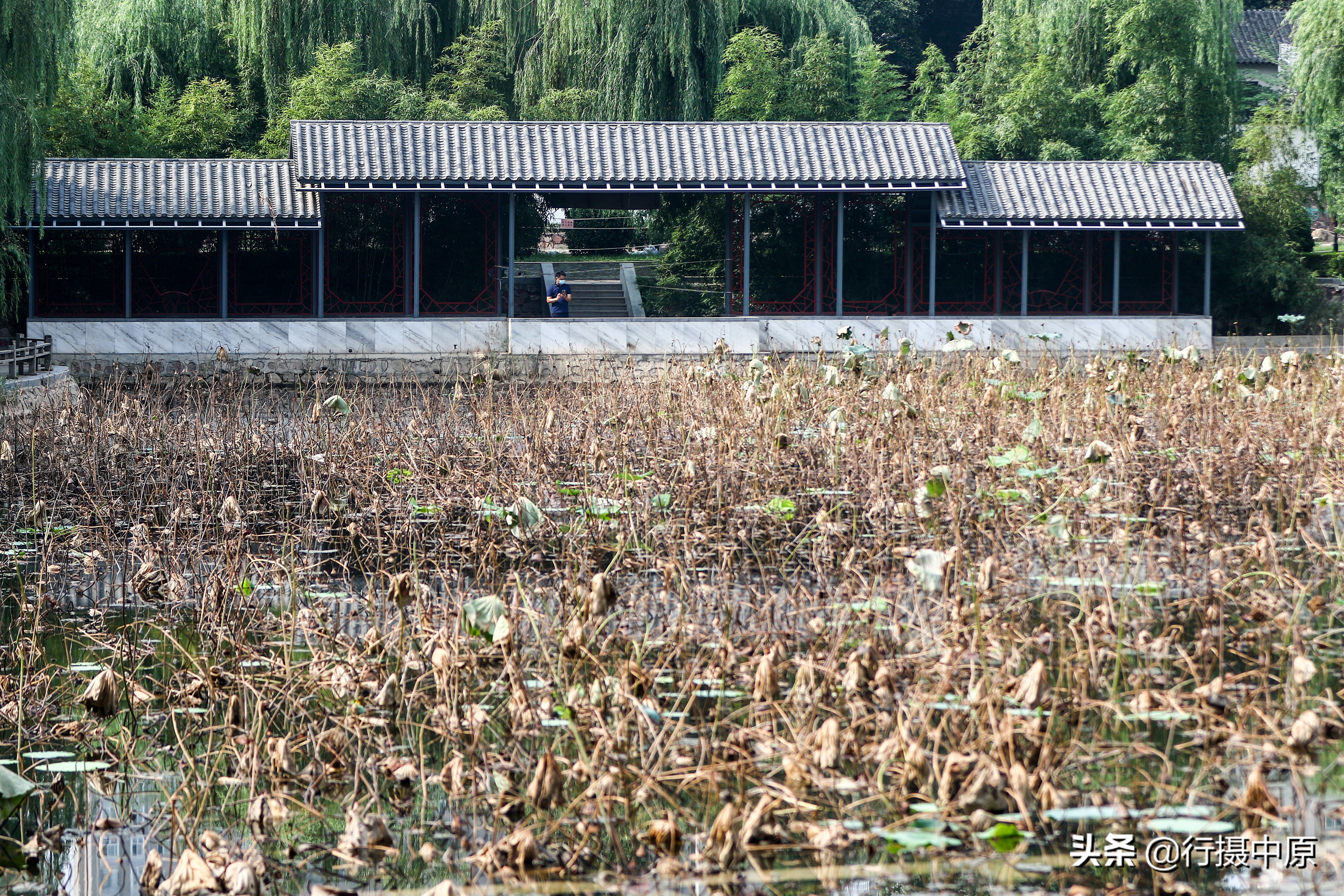 荷花“泡水”后会咋样？这场景，你可能没见过