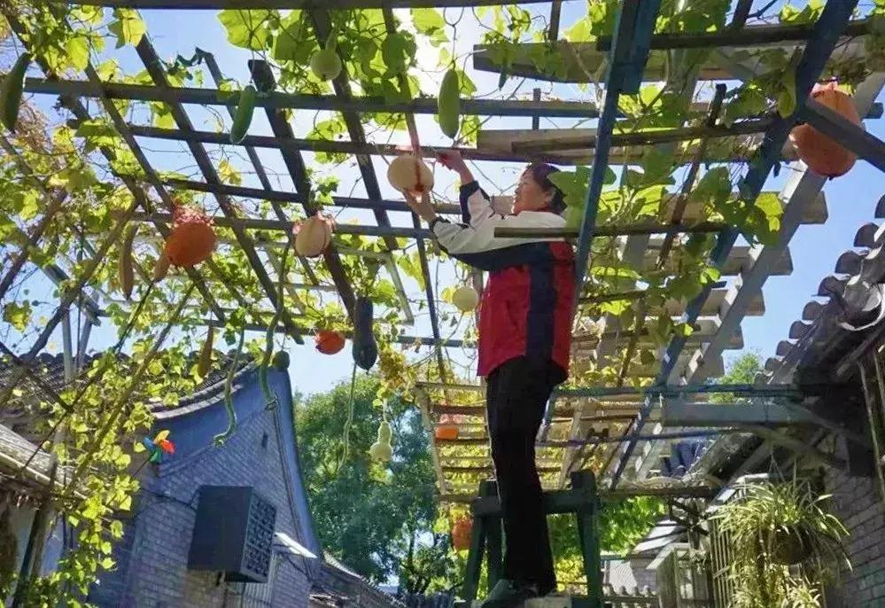 胡同里的日常生活,胡同里的北京生活