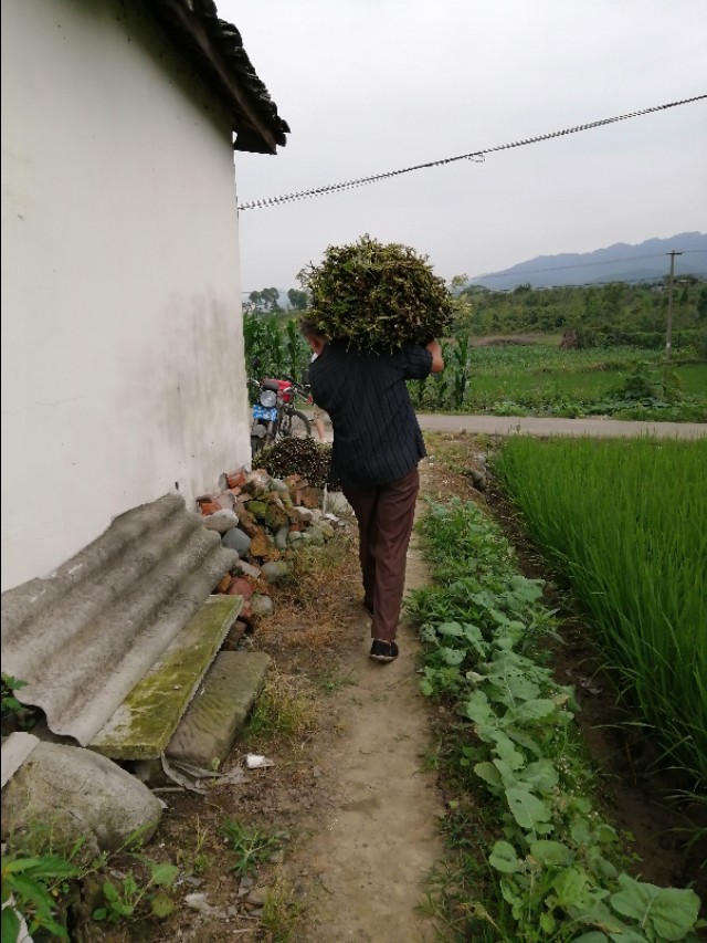 从川芎调研读生活