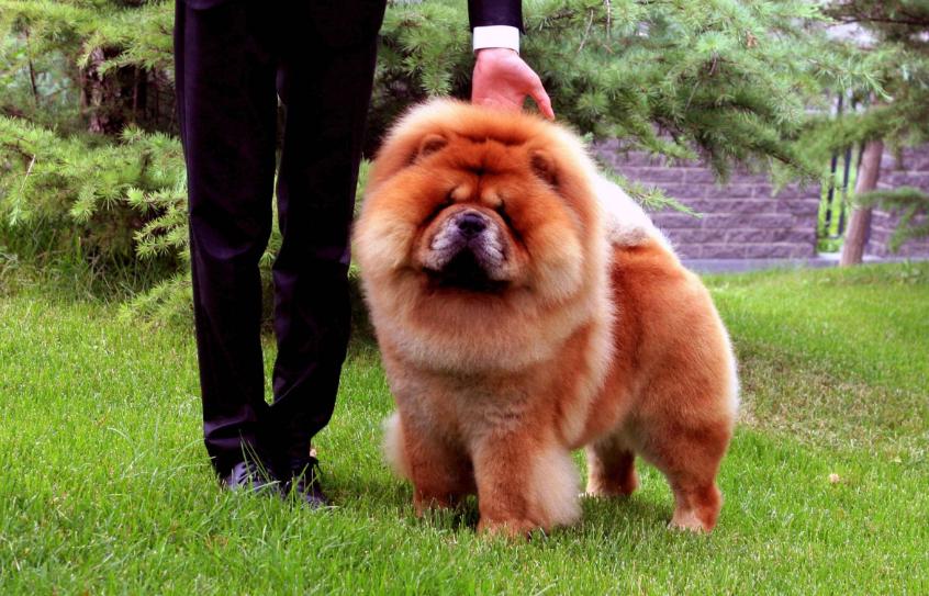 不被禁养的又聪明又护主的狗,哪种狗好养通人性保护主人