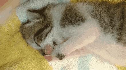 猫为什么会做梦,猫咪也会做梦吗都梦到了啥