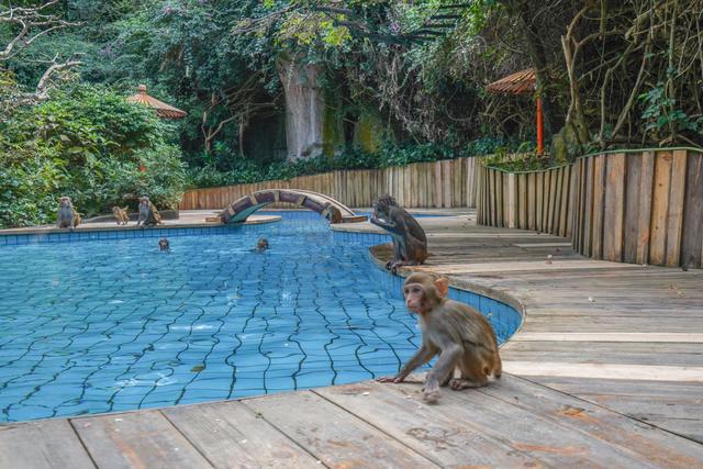海南陵水猴岛有猴子吗,现在陵水猴岛猴子多不多