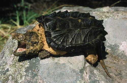 龟中之王棱皮龟,北美拟鳄龟野生龟视频