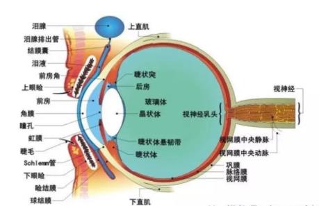 三好学生视力降低标准,视力下降0.1不能评三好学生的看法