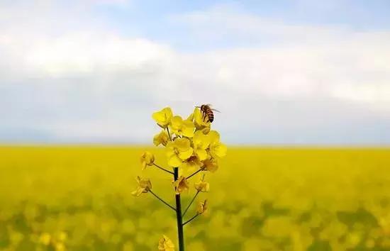 芸苔素的使用方法与作用,芸苔素和什么用效果好