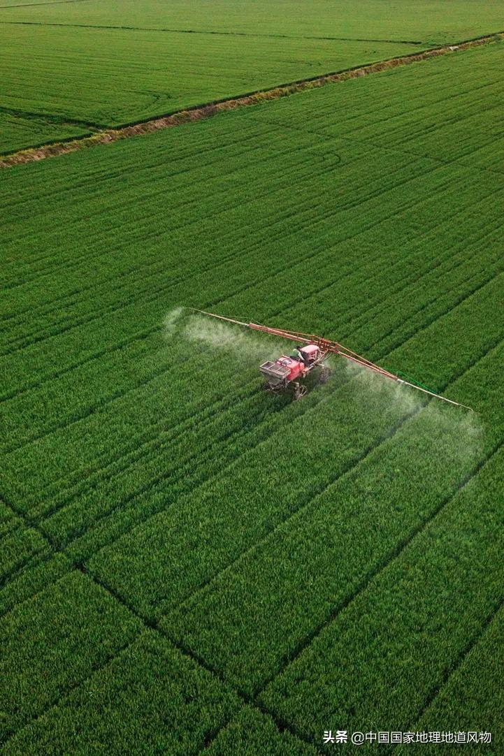 想不到！一粒小麦竟这样改变了中国