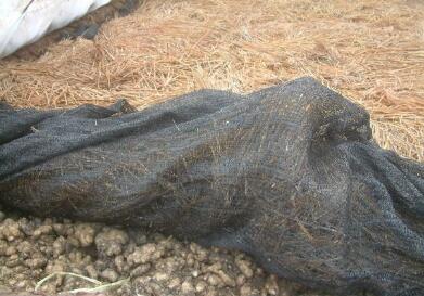 种生姜的最佳时间是什么时候,家庭种植生姜有哪些注意事项