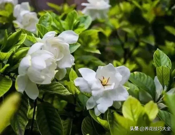 超大枝条的栀子花扦插方法,栀子大树干可以扦插活吗