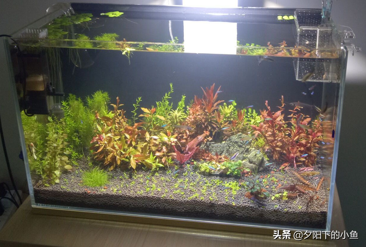 水草开缸硝化细菌正确使用方法,水草缸用什么硝化细菌最好