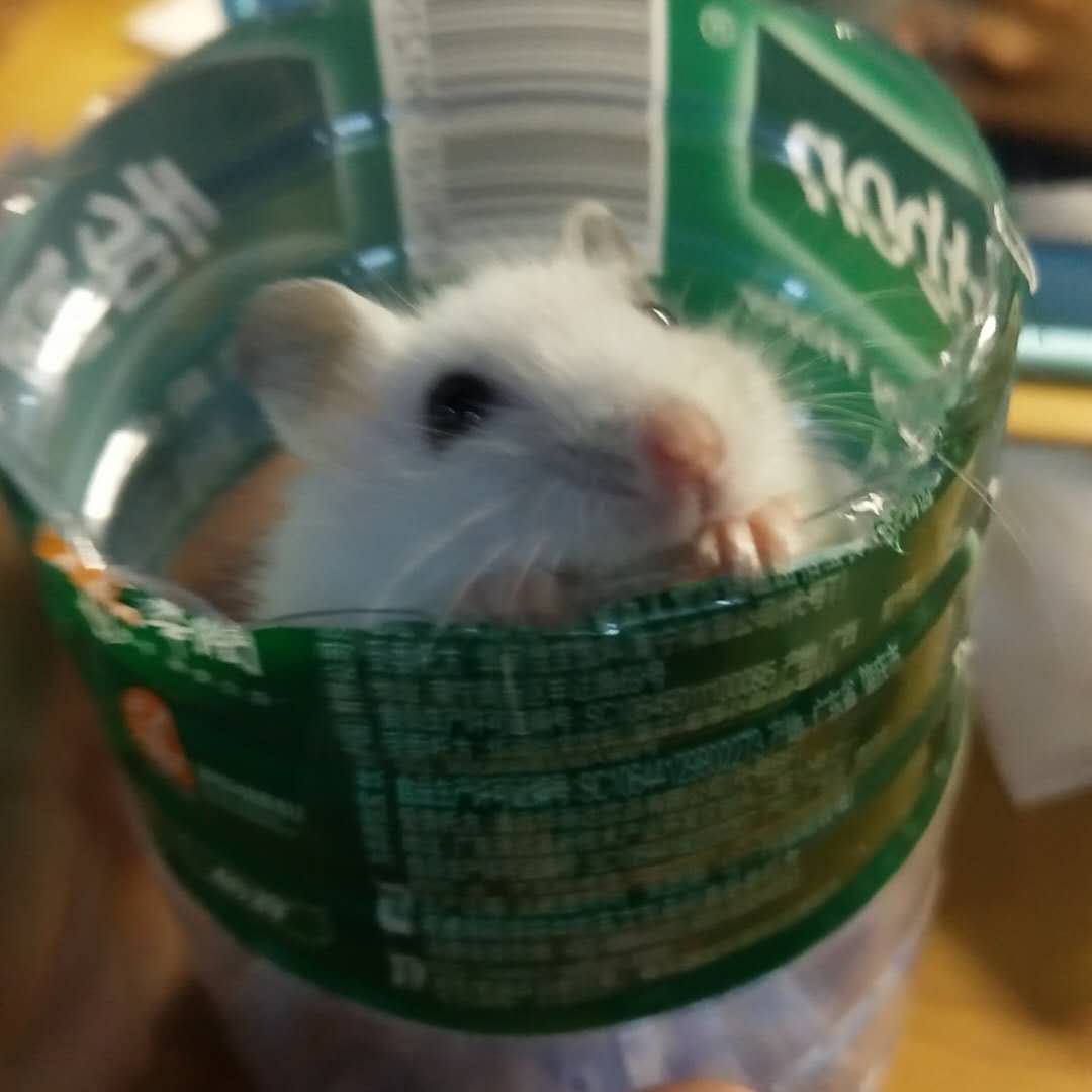 有关仓鼠你不知道的冷知识,给仓鼠乱吃东西仓鼠的异常表现