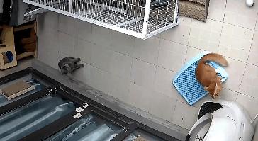 小佩自动猫砂盆卡住怎么处理,猫咪被猫砂盆卡住了怎么办