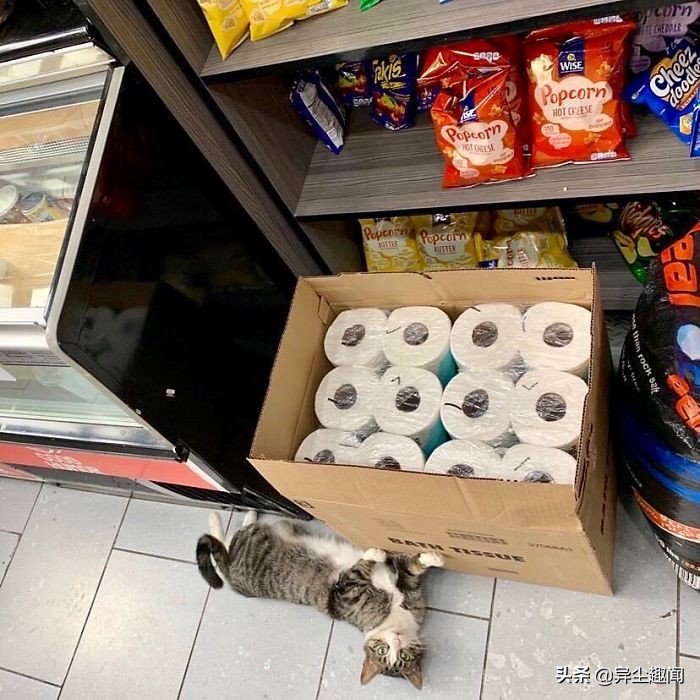 30只模样太霸气「比老板更像老板」的可爱店喵