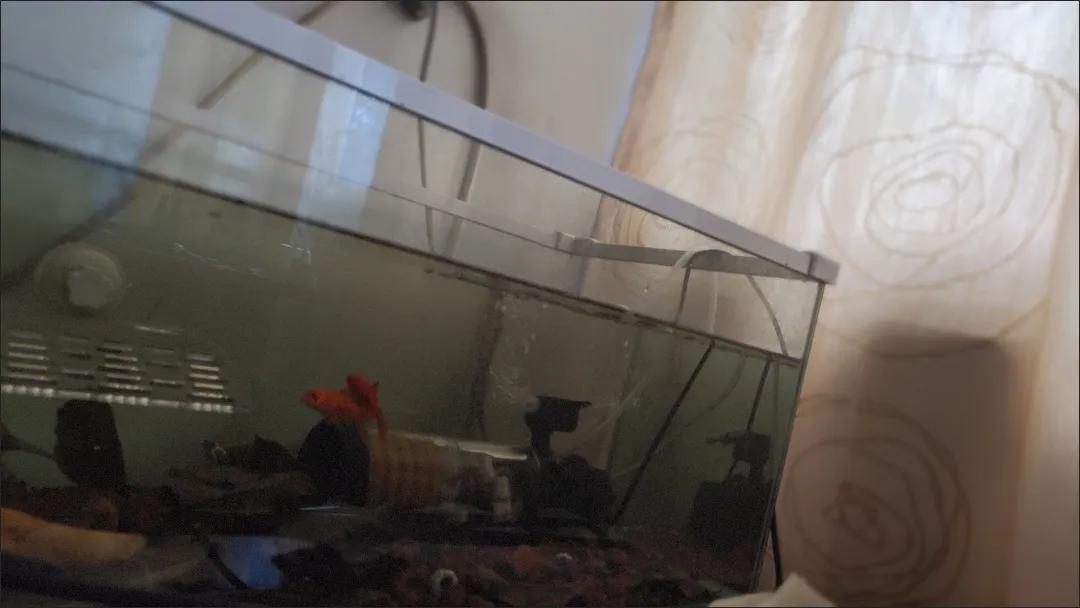 养龟注意事项及水位,新手养龟要注意龟的哪些事项