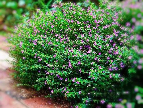 细叶萼距花的养殖方法,细叶萼距花的功效与作用