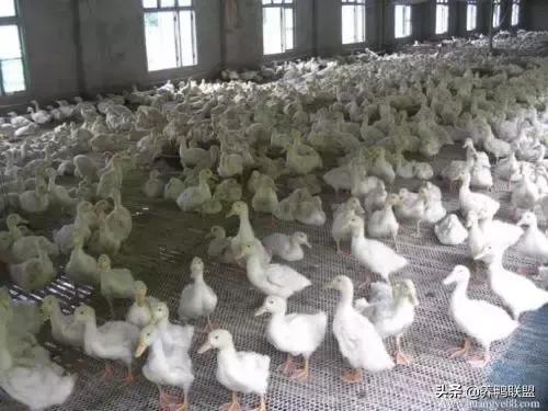 肉鸭养殖行情,肉鸭养殖前景及市场行情