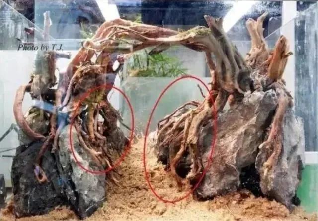 本色水景雨林,本色水景假山