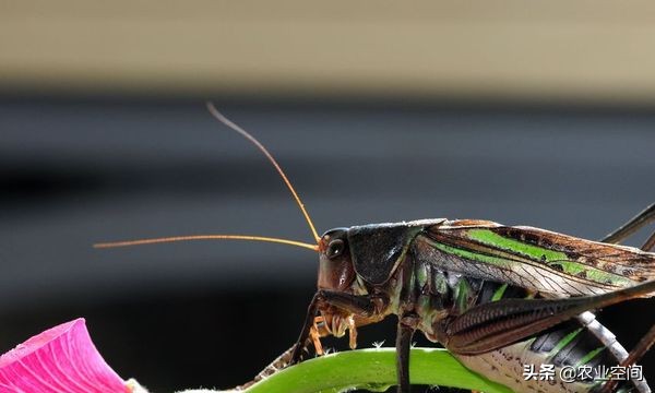 蝈蝈的寿命和养殖方法,蝈蝈饲养流程及注意事项