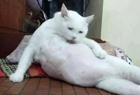 如何让猫咪的毛发保持鲜亮有光泽,猫咪毛发秃了一块