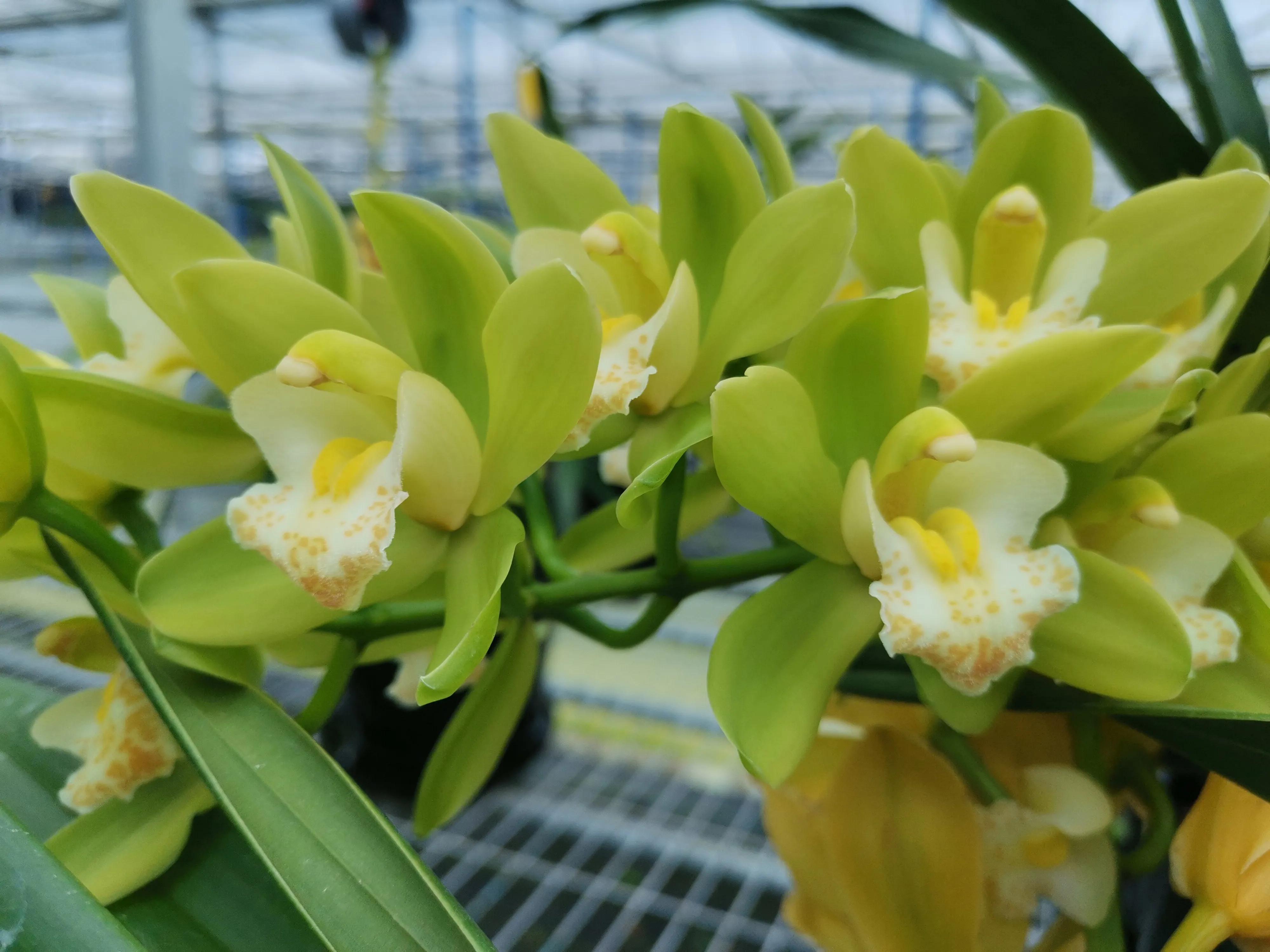 大花蕙兰不开花怎么回事,大花蕙兰花开后怎么处理好