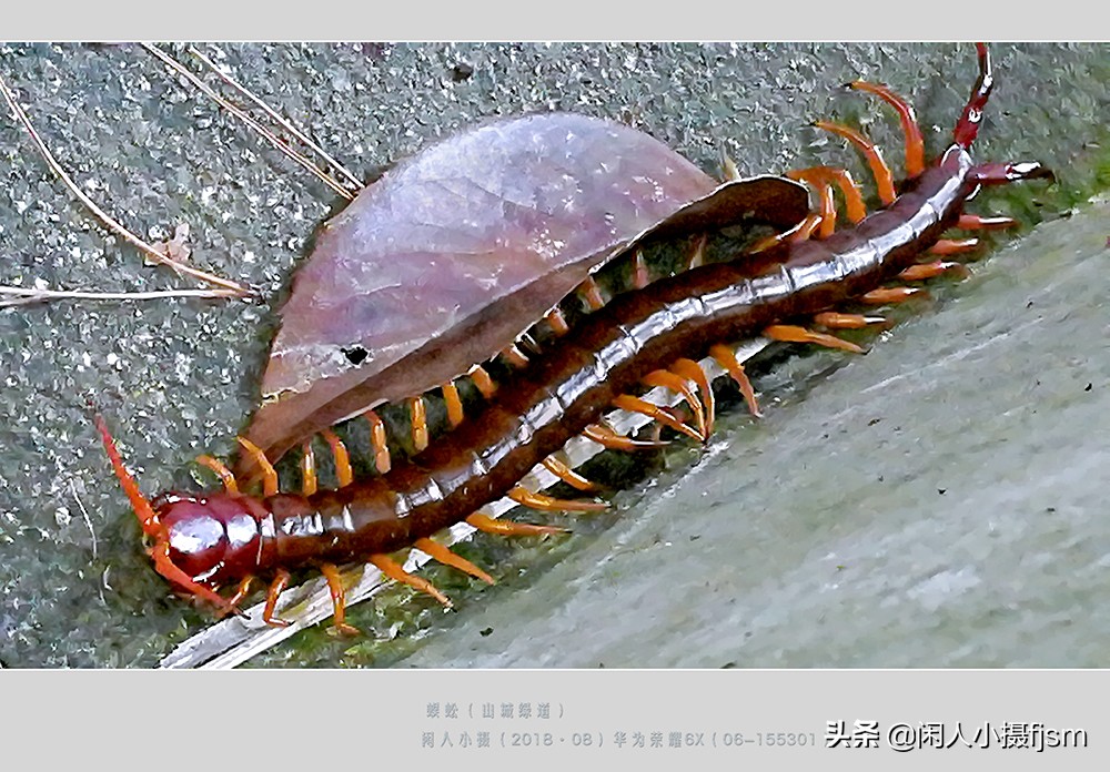 蜈蚣以毒攻毒的原理,蜈蚣的毒素到底有多强