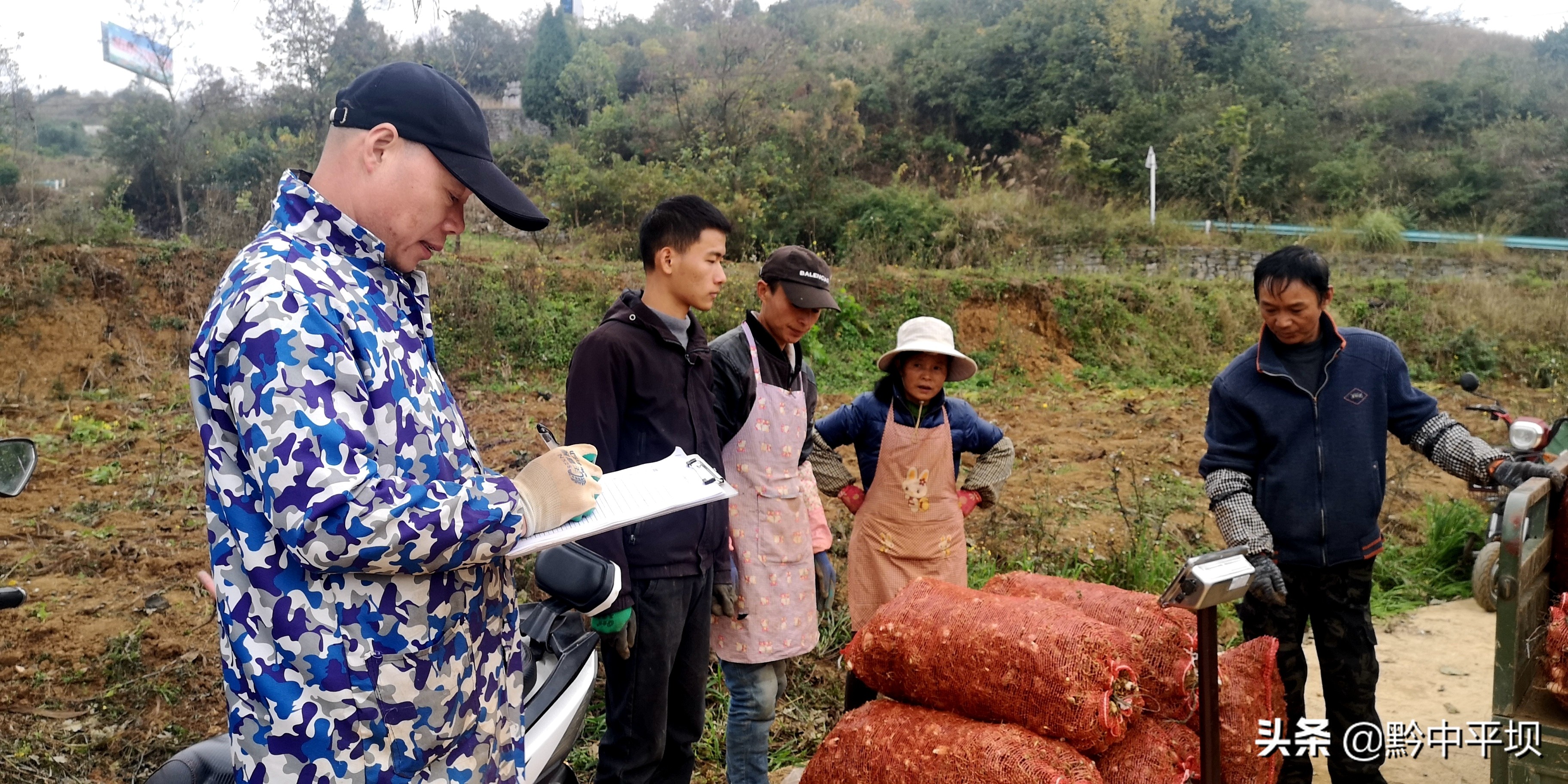 千亩药材获丰收拓展藏乡致富路,5万亩紫花苜蓿铺就群众致富路