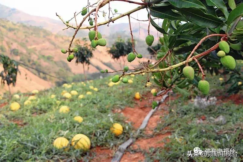 弥勒千亩西瓜熟了！黄心瓜、红心瓜、小香瓜…你喜欢哪种？