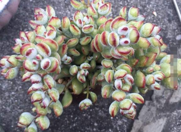 冬天多肉种好后怎么处理,多肉怎么过冬保暖