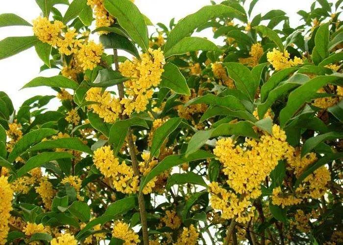 养桂花三要素,养桂花四大忌讳