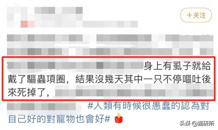 猫咪项圈对猫咪有危害吗,猫项圈给猫咪带来的危害