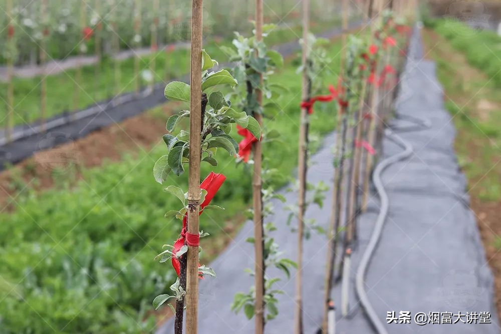 怎么增加树的叶绿素,叶绿素对树的作用