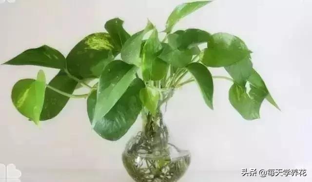 水培绿萝黄叶怎么治疗让它变绿,水培绿萝不长还黄叶什么原因