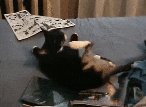 猫咪总挠痒痒就是有跳蚤？4招搞定猫咪瘙痒问题