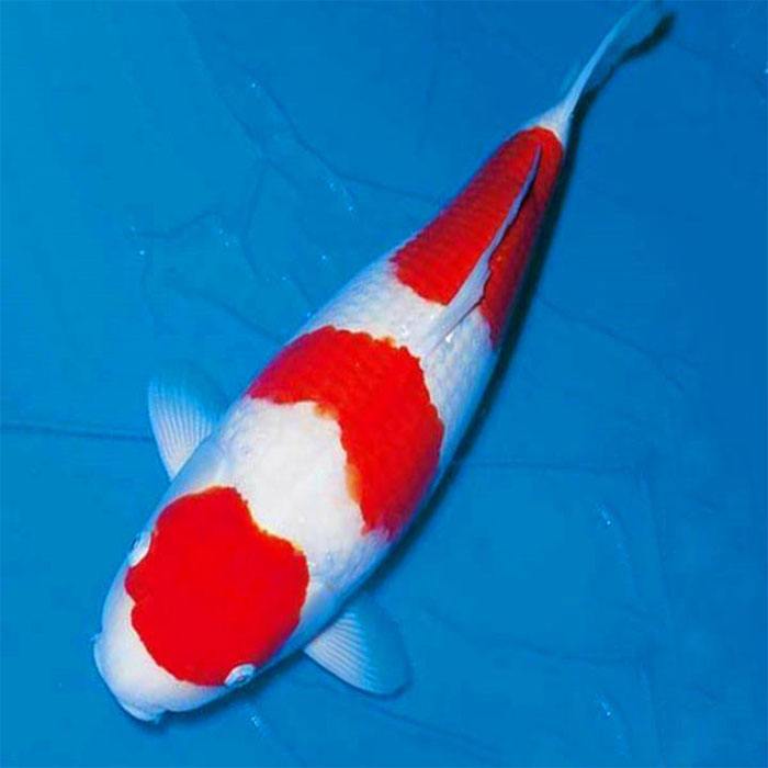 锦鲤烂鳍拒食,锦鲤鱼拒食