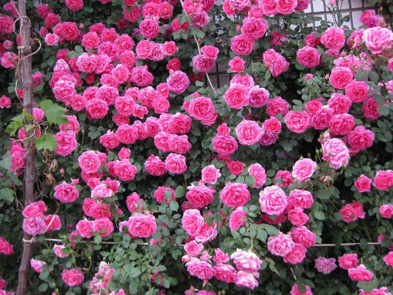 盆栽的藤本月季管理方法,爬满墙的藤本月季