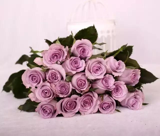 每天学习一点点——100种玫瑰品种科普