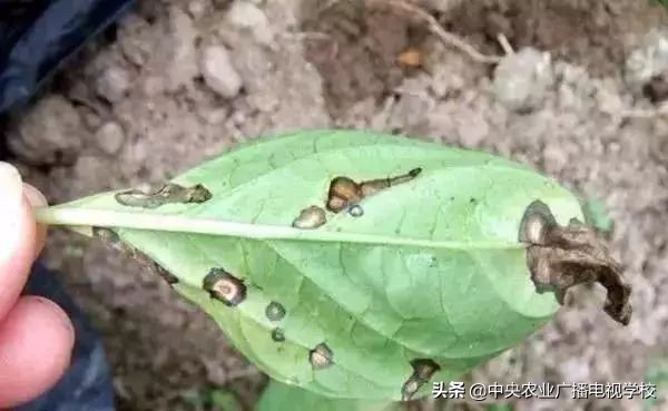 辣椒19种病害谱及防治方法,大棚辣椒种植病害防治方法