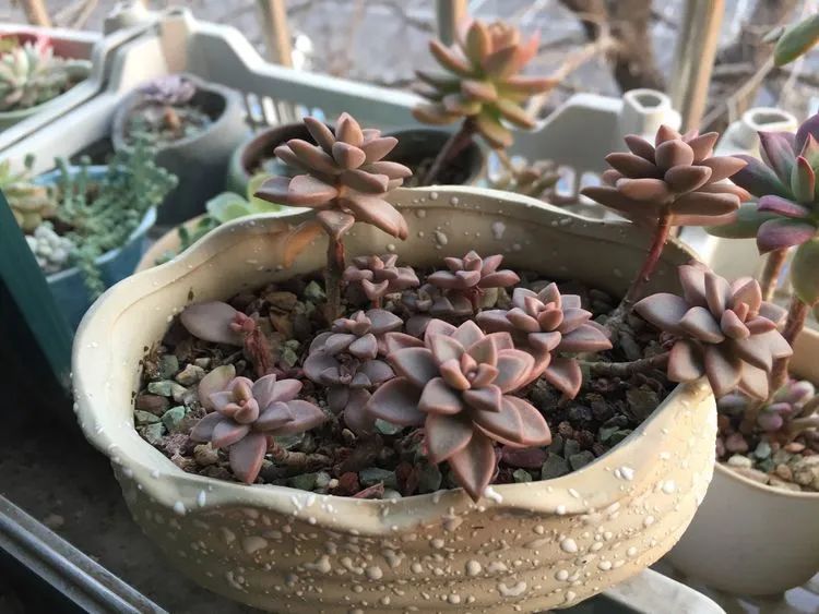 一见倾心二见,一见倾心二见倾城三见定终身